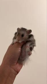 Dark Grey Syrian Bigbone Hamster Male