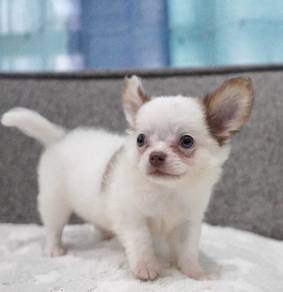 CHIHUAHUA PUPPIES T184 🌷 Head Apple Male