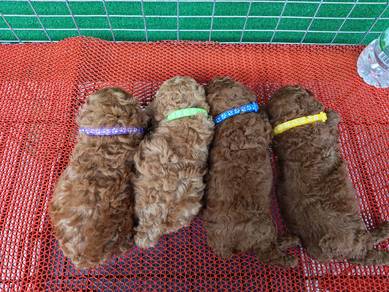 Chocolate Toy Poodle 1811