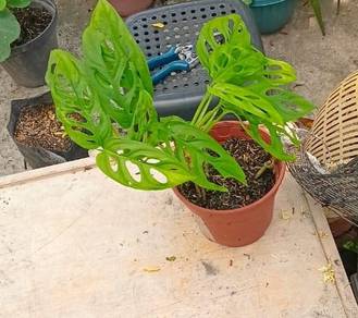 Pokok Monstera
