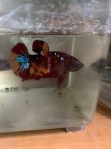betta