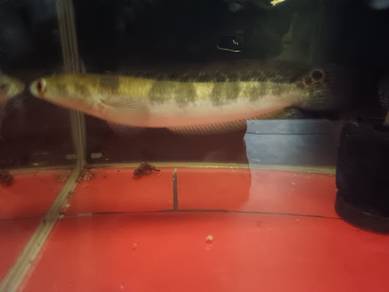 Yellow Sentarum