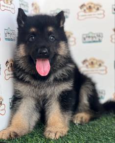 German Shepherd