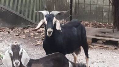 kambing jantan utk jual