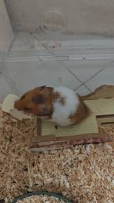hamsters