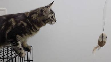 Pure mainecoon 