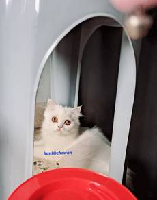female cat...