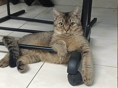 free cats mix bsh