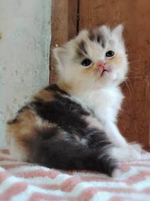 Persian Kitten