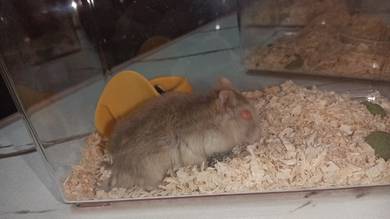 Hamster 