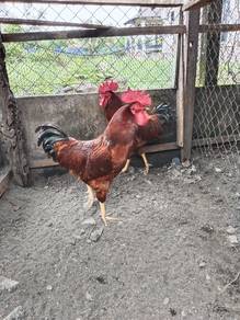 Ayam RIR- Red island Red 