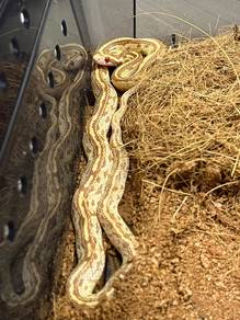 butter tessera Cornsnake