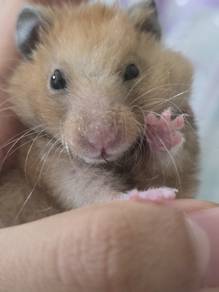 Hamster Syirian Male