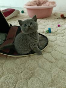 British shorthair kittens 