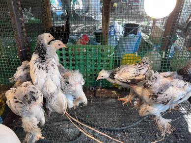 ayam Columbian brahma chicken