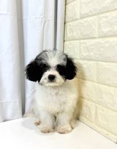 J0304 Shihpoo Baby Face Fluffy Puppy