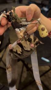 sugar glider