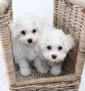 QPP3000 Bichon Frise tiny size puppies