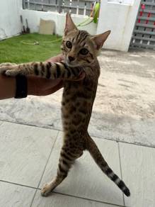Kucing Bengal Jantan & Betina