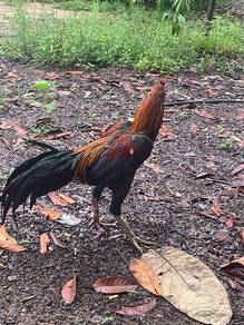 ayam baik utk dijual