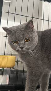 Rehome Bsh