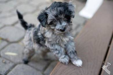 Maltipoo