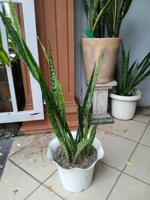Pokok Lidah Mertua