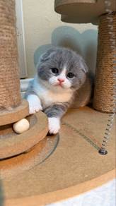 Scottish Fold