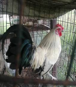 Ayam hutan putih