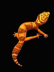 Leopard Gecko