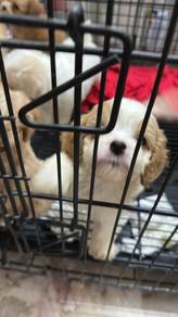 CavaPoo (Cavalier King Charles mix Poodle) 查理斯混贵宾