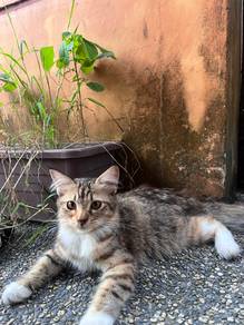 Tabby female