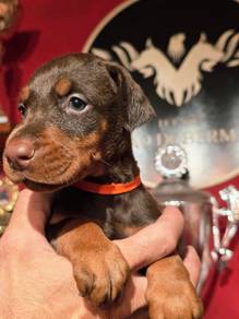 doberman puppies s