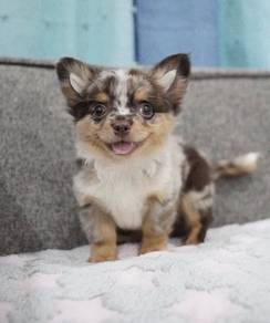CHIHUAHUA PUPPIES T153🌷 Head Apple Female