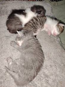 anak kucing bsh
