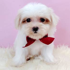 Maltese