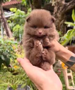 Pomeranian