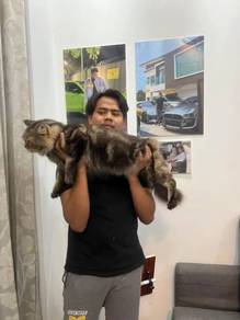 cat Maincoon Russian