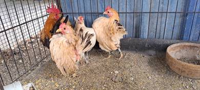 Ayam Serama