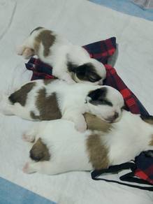 shih tzu 