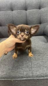 Pure Breed Long Fur Chihuahua (M) 纯种巧克力包金 长毛吉娃娃 男生