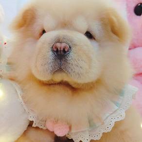 Chow Chow