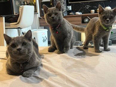 Male BSH British Shorthair kittens 