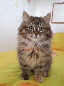 Tabby Brown Persian Mix Mainecoone Kitten