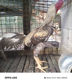 ayam kurit