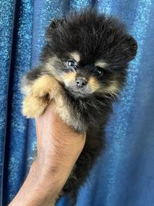 mini Pomeranian 
