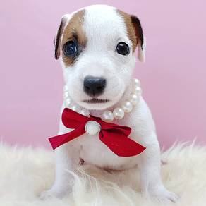 Jack Russell