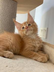 Maincoon red tabby