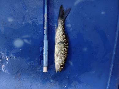 ikan sungai