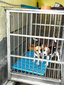 BEAGLE Puppies